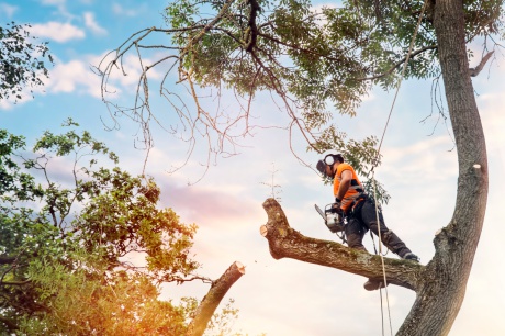 Honzovy stromy - certifikovaný arborista