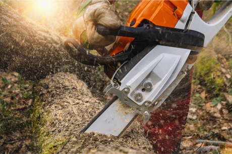 Honzovy stromy - certifikovaný arborista